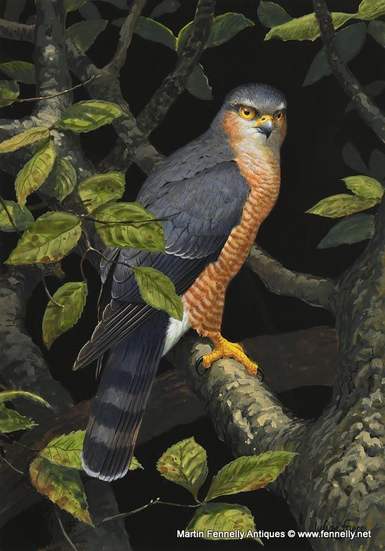 005 Julian Friers - Falcon - Oil on Board