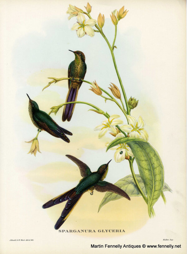 405 Sold Set of Eight Framed Lithographs - Tropical Bids 1955 - Gould