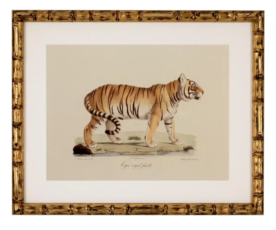 904 Sold Superb Set of 6 - Big Cat Engravings - Framed - Image 6