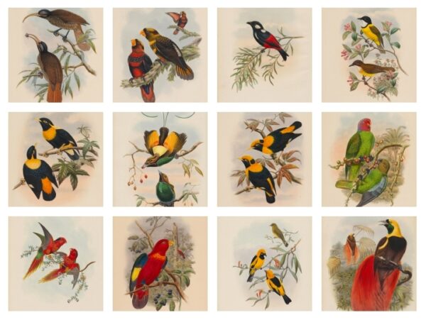 794 Sold Set of 12 Framed Engravings of Goulds Birds of New Guinea