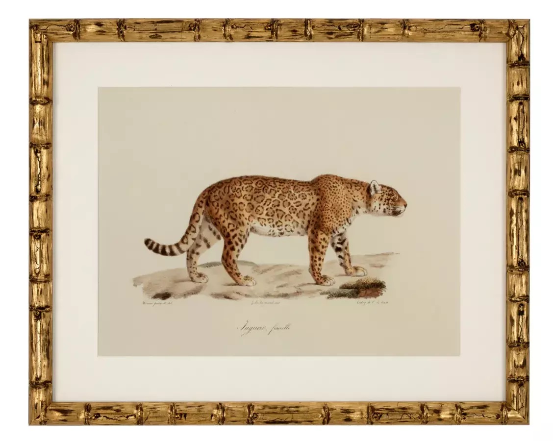 904 Sold Superb Set of 6 - Big Cat Engravings - Framed - Image 2