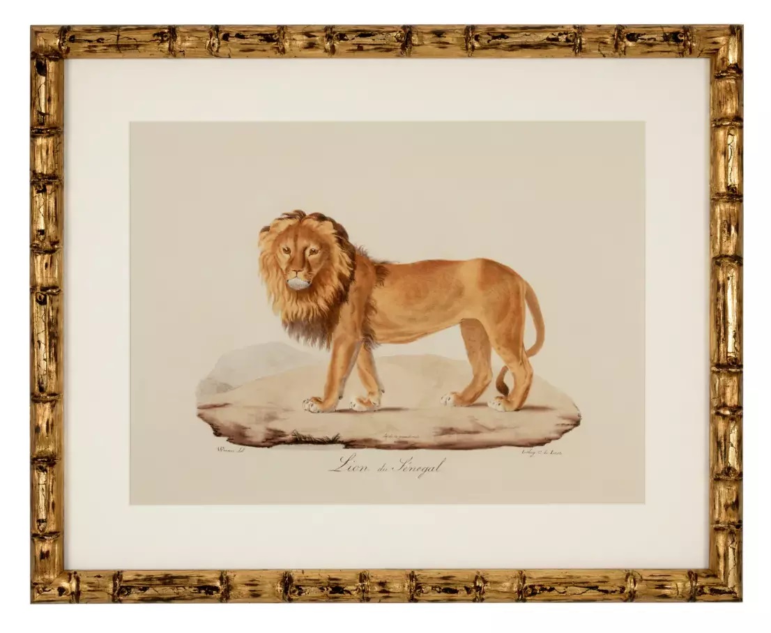 904 Sold Superb Set of 6 - Big Cat Engravings - Framed - Image 3