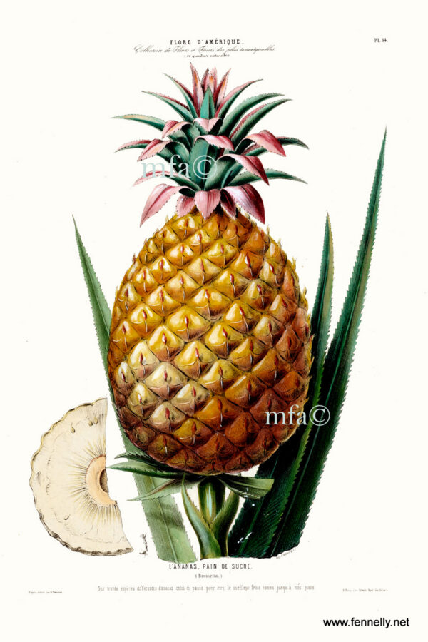 687 Superb Set of 6 Flore d’Amérique Framed Prints - Etienne Denisse