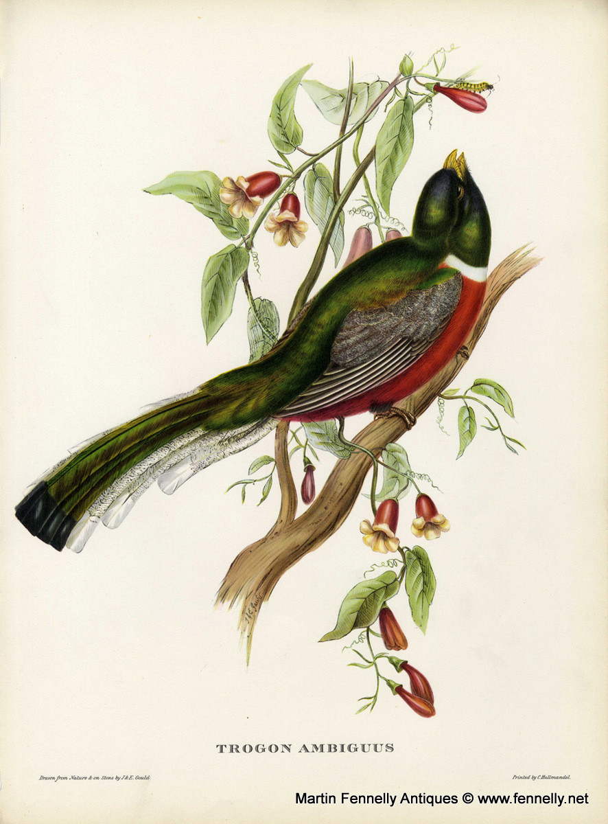 405 Sold Set of Eight Framed Lithographs - Tropical Bids 1955 - Gould - Image 8