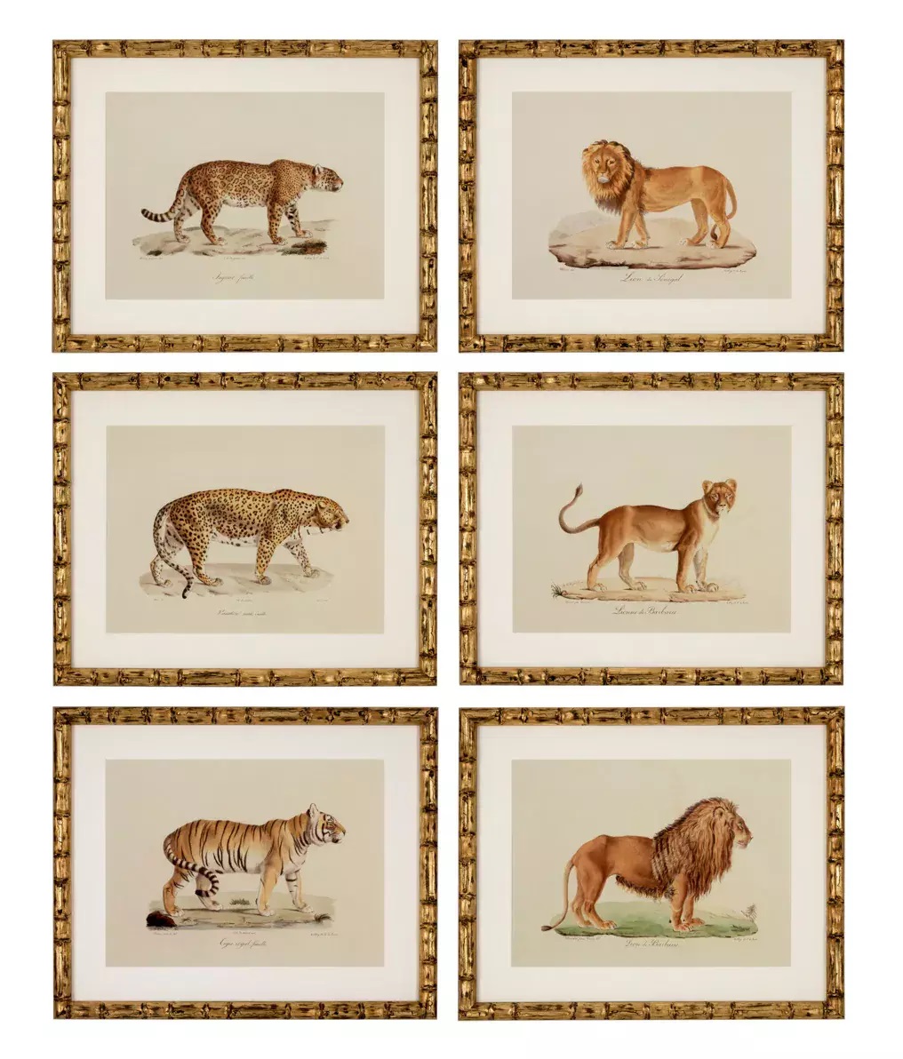 904 Sold Superb Set of 6 - Big Cat Engravings - Framed
