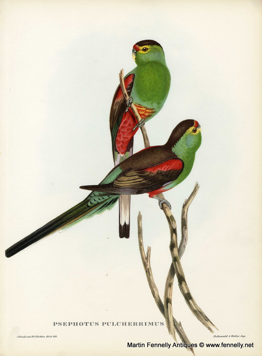 405 Sold Set of Eight Framed Lithographs - Tropical Bids 1955 - Gould - Image 7