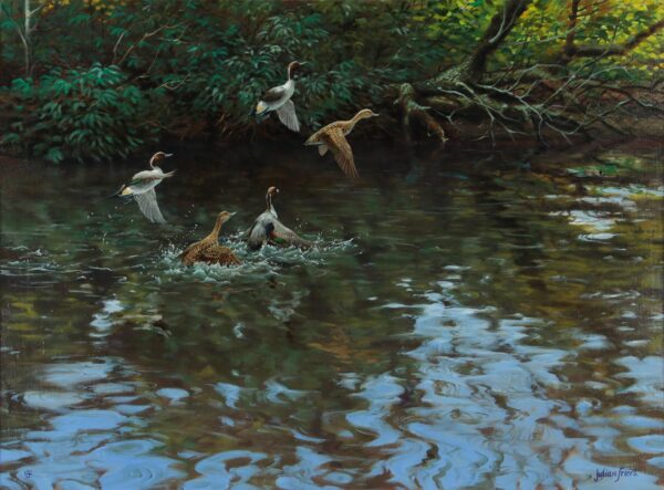 295 Sold Julian Friers - Oil on Canvas - 'Mallards on the River'