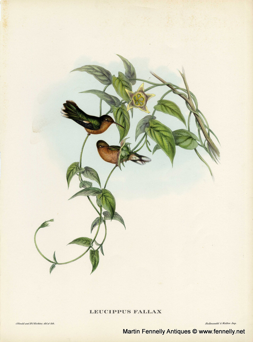 405 Sold Set of Eight Framed Lithographs - Tropical Bids 1955 - Gould - Image 2