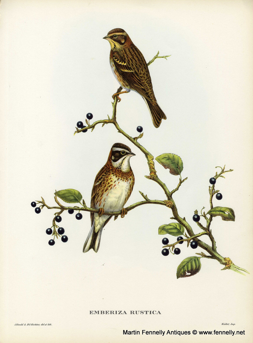 405 Sold Set of Eight Framed Lithographs - Tropical Bids 1955 - Gould - Image 6