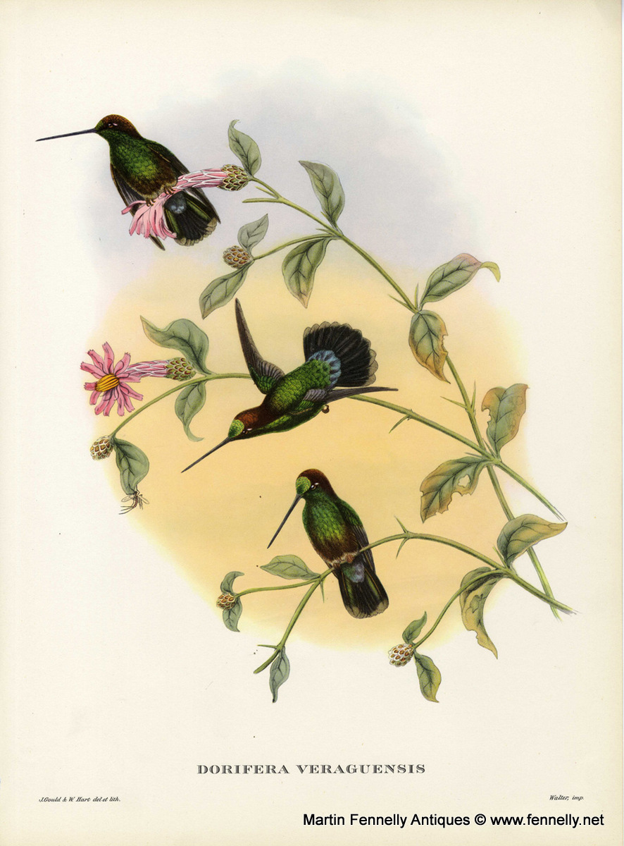 405 Sold Set of Eight Framed Lithographs - Tropical Bids 1955 - Gould - Image 4