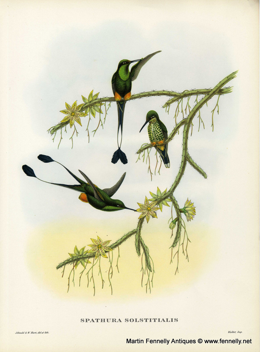 405 Sold Set of Eight Framed Lithographs - Tropical Bids 1955 - Gould - Image 3