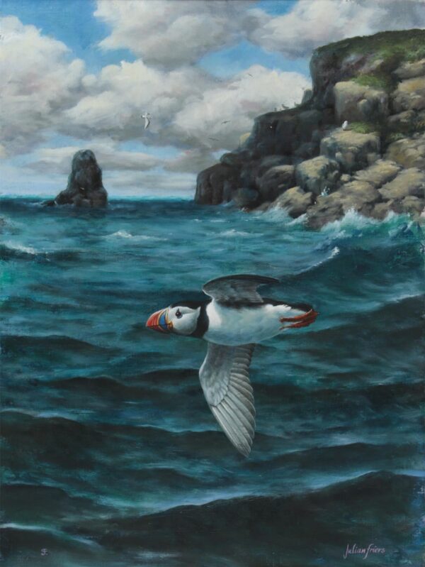 034 Sold Julian Friers - Oil on Canvas - 'Puffin in Flight'