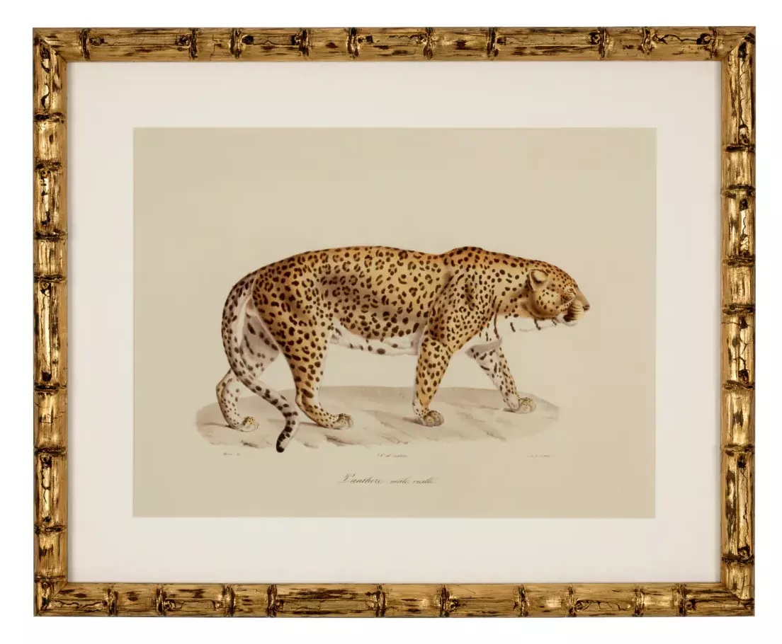 904 Sold Superb Set of 6 - Big Cat Engravings - Framed - Image 4