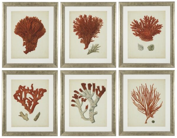 505 Antique - Red Corals set of 6 - Framed - Large