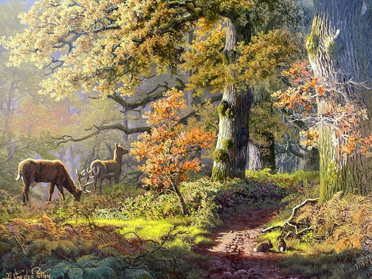 087 Daniel Van der Putten - Deer in Reenadinna Woods Killarney National Park Co. Kerry Ireland - Image 5