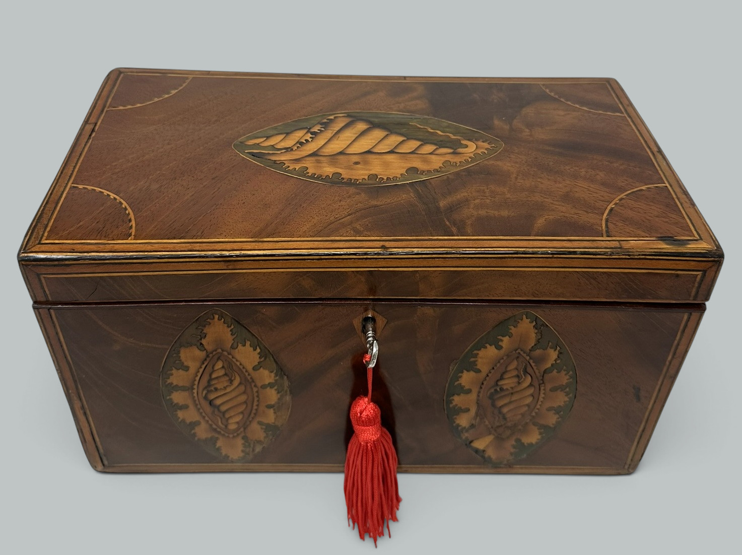 385 Antique Georgian Mahogany Satinwood Inlaid Jewelry Cigar Conch Shell Casket Box - Image 2