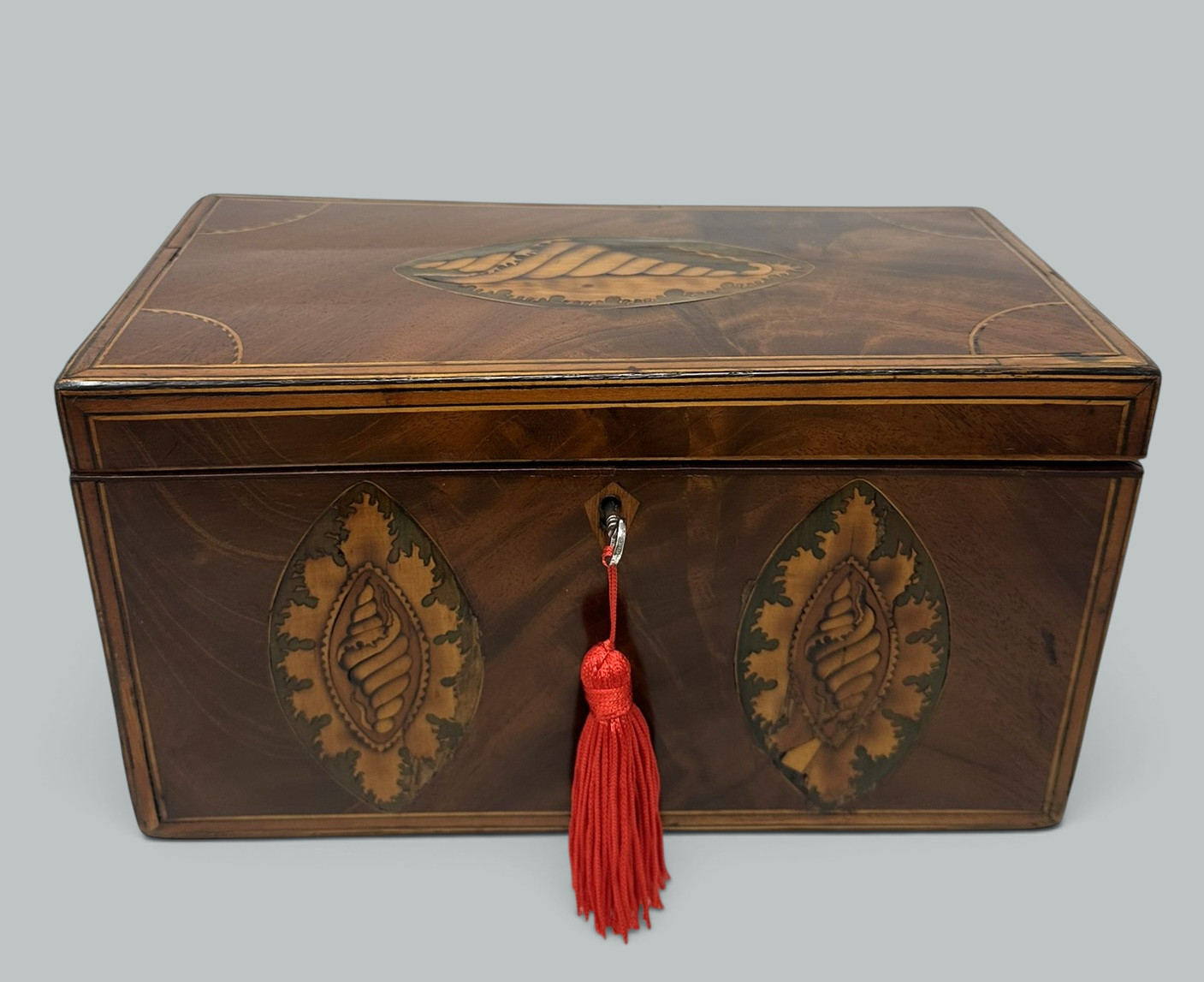 385 Antique Georgian Mahogany Satinwood Inlaid Jewelry Cigar Conch Shell Casket Box - Image 3