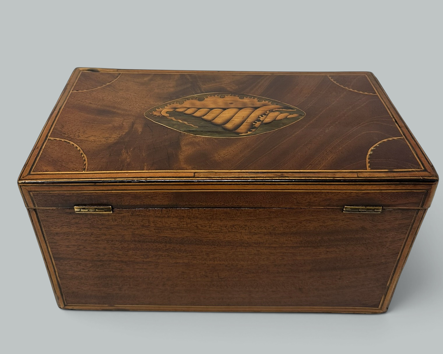 385 Antique Georgian Mahogany Satinwood Inlaid Jewelry Cigar Conch Shell Casket Box - Image 6
