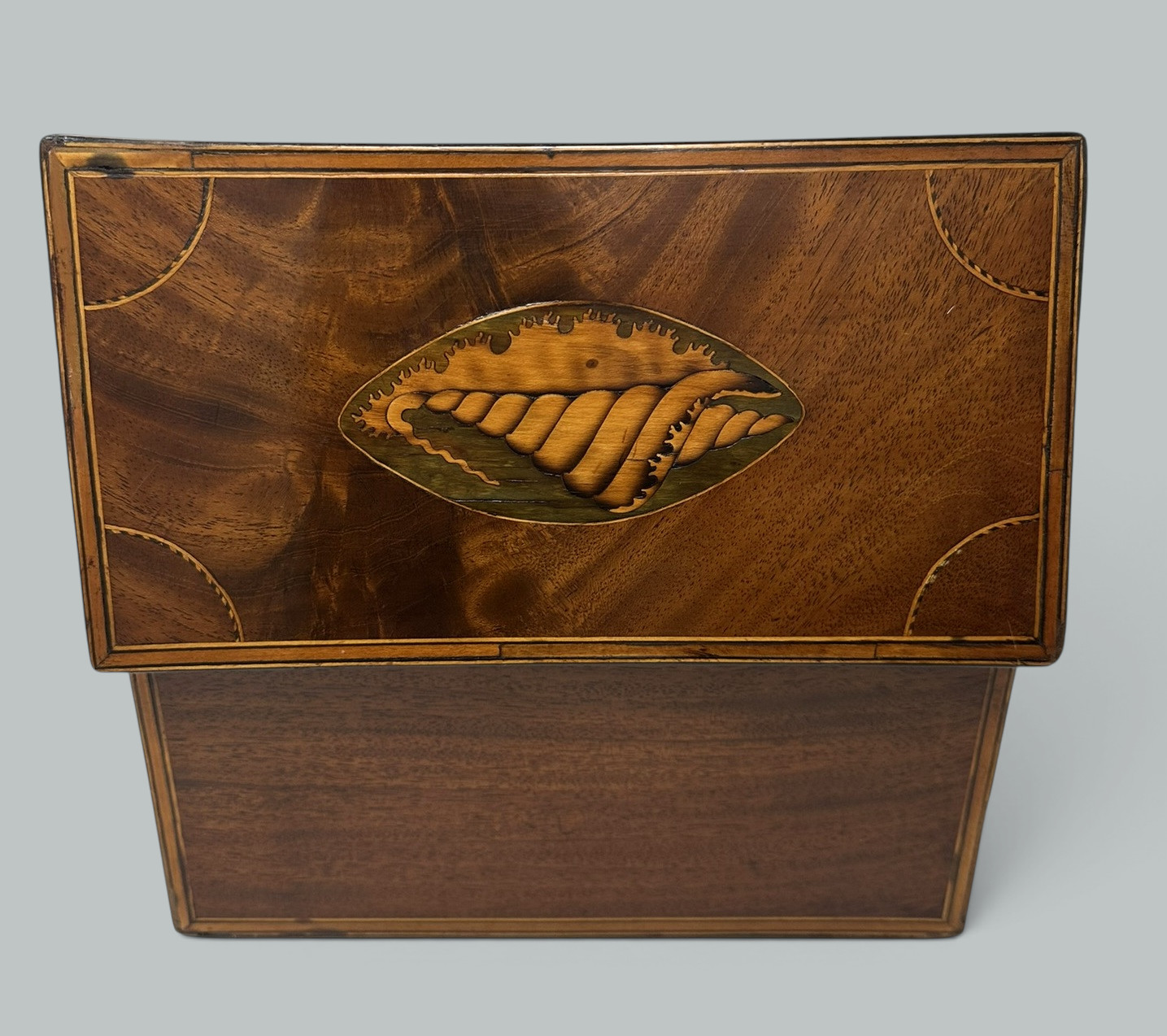 385 Antique Georgian Mahogany Satinwood Inlaid Jewelry Cigar Conch Shell Casket Box - Image 7