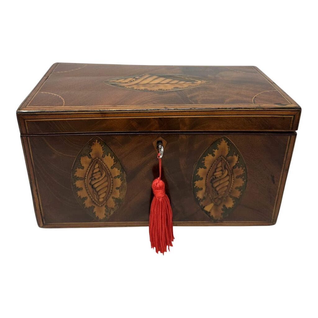 385 Antique Georgian Mahogany Satinwood Inlaid Jewelry Cigar Conch Shell Casket Box