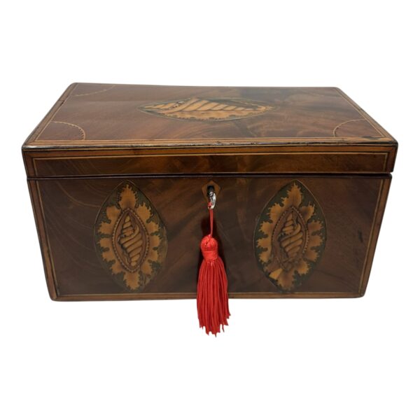385 Antique Georgian Mahogany Satinwood Inlaid Jewelry Cigar Conch Shell Casket Box
